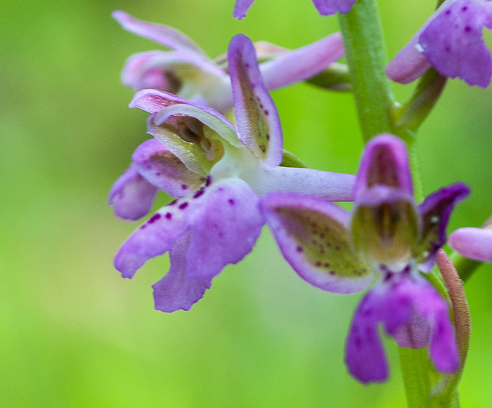 orchis mascula patens 2