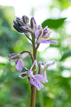 orchis patens 1