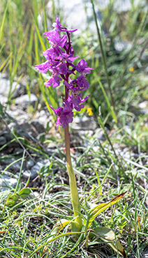 orchis pauciflora quadripunctata 1