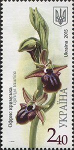 ophrys taurica