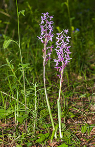 orchis mascula