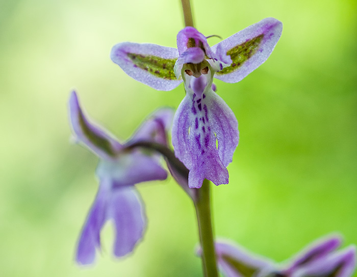 orchis patens