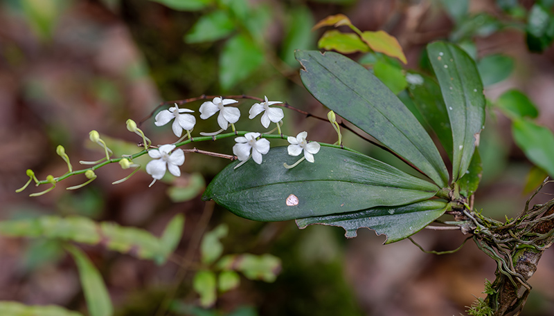 aerangis citrata 1