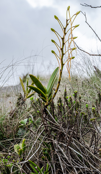 aerangis ellisii 3