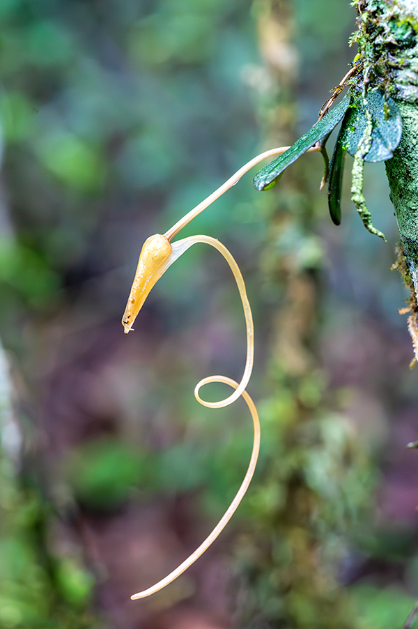 aerangis punctata 1
