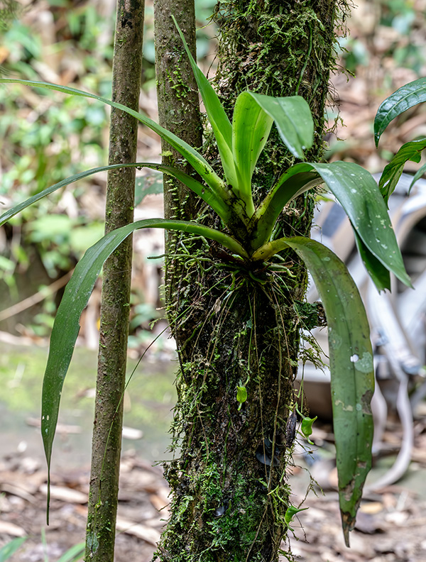 aeranthes caudata 1