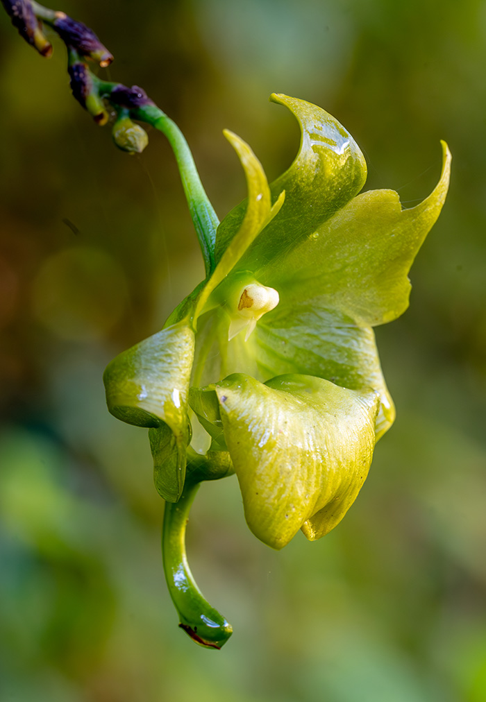 aeranthes ramosa 1