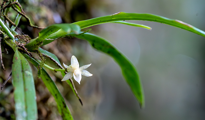 angraecum acutipetalum 1