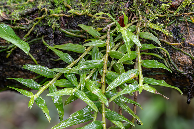 angraecum baronii 1