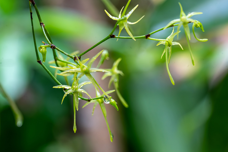 angraecum calceolus 