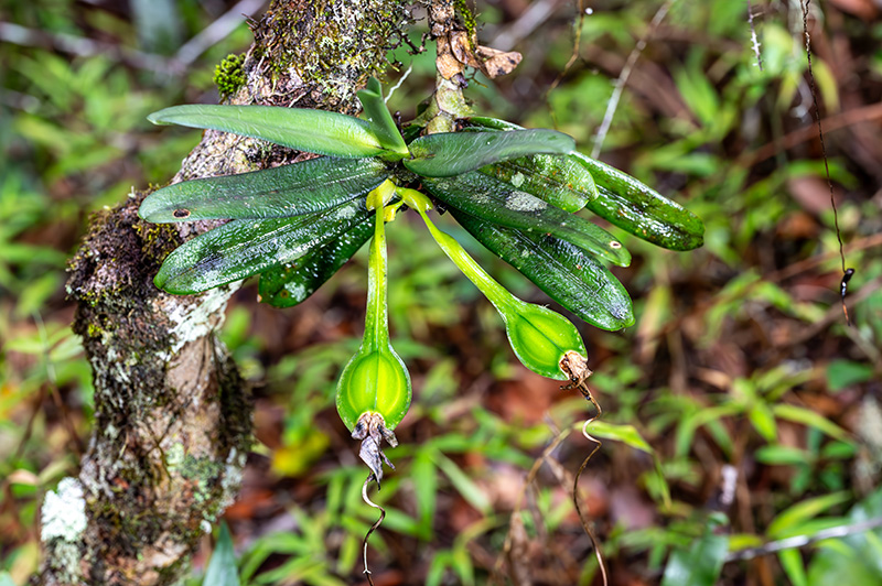 angraecum didieri 1