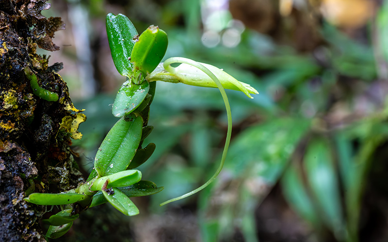 angraecum didieri 2
