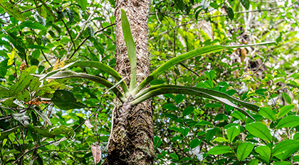 angraecum eburneum