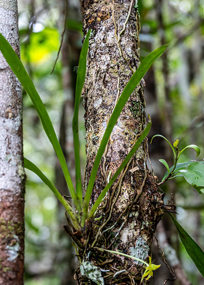 angraecum ferkoanum 