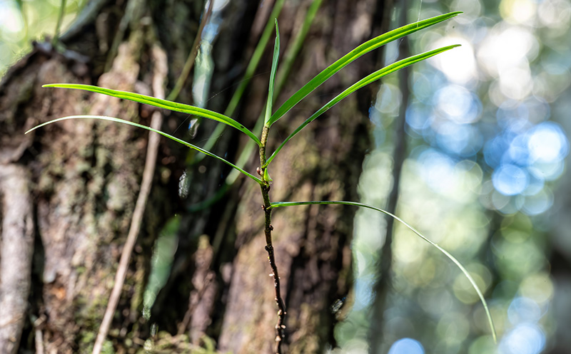 angraecum filicornu 