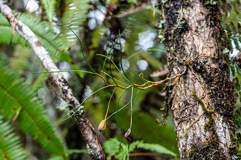 angraecum linearifolium 1