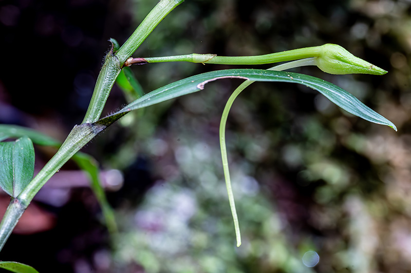 angraecum mauritianum 1