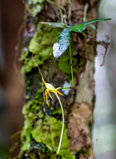 angraecum rhynchoglossum 