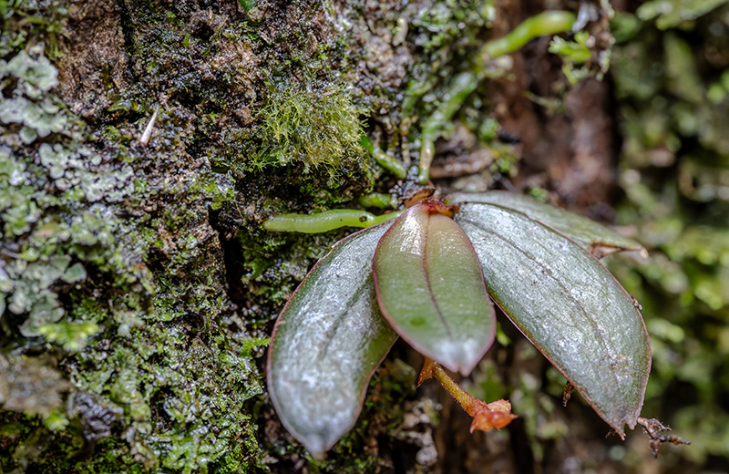 angraecum rubellum 