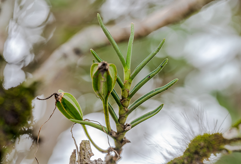 angraecum rutenbergianum