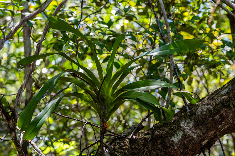 angraecum sesquipedale 1