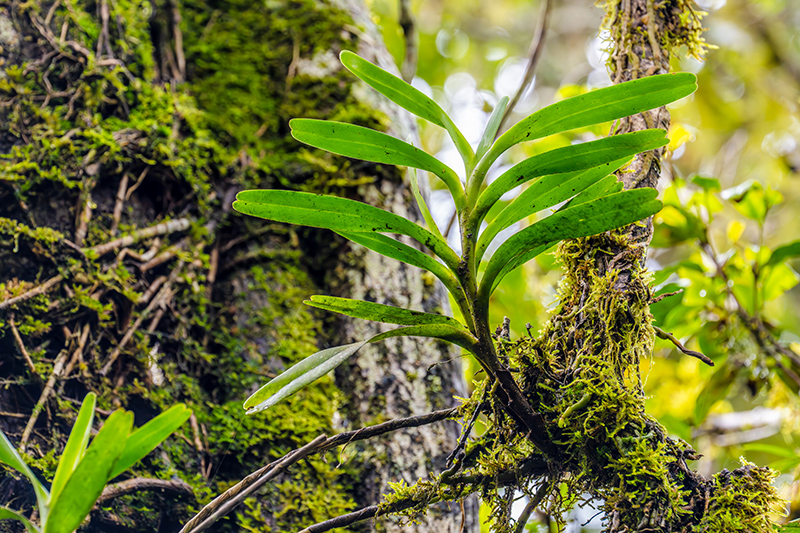 angraecum spec 3