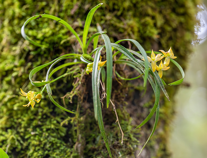 angraecum spec 4