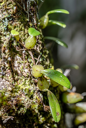 bulbophyllum analamazoatrae 1
