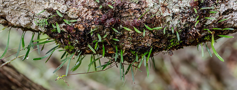 bulbophyllum boiteaui 