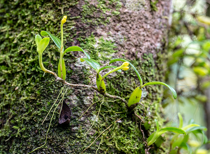 bulbophyllum brachystachyum 1