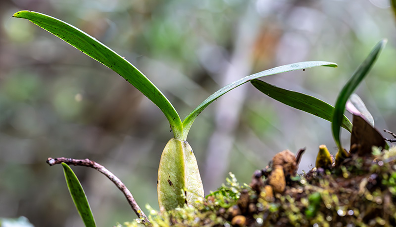 bulbophyllum coriophorum 1