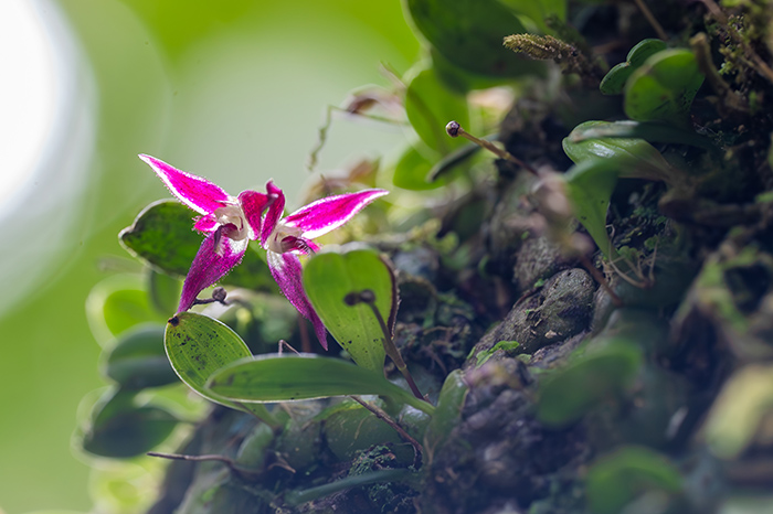 bulbophyllum discilabium 1