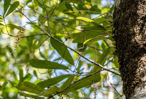 bulbophyllum erectum 1