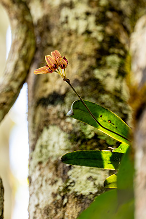 bulbophyllum longiflorum 1