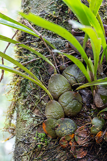bulbophyllum occlusum 1