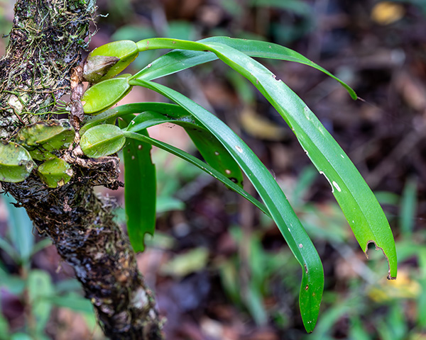 bulbophyllum occultum 1