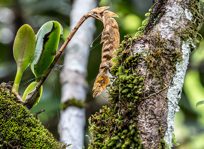 bulbophyllum occultum 3