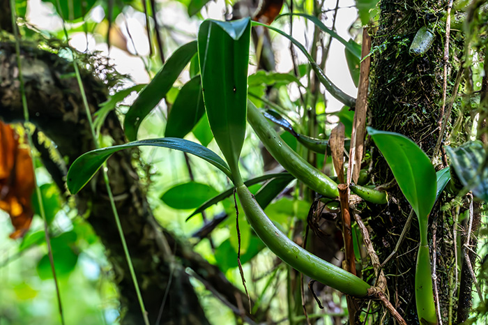 bulbophyllum paleiferum