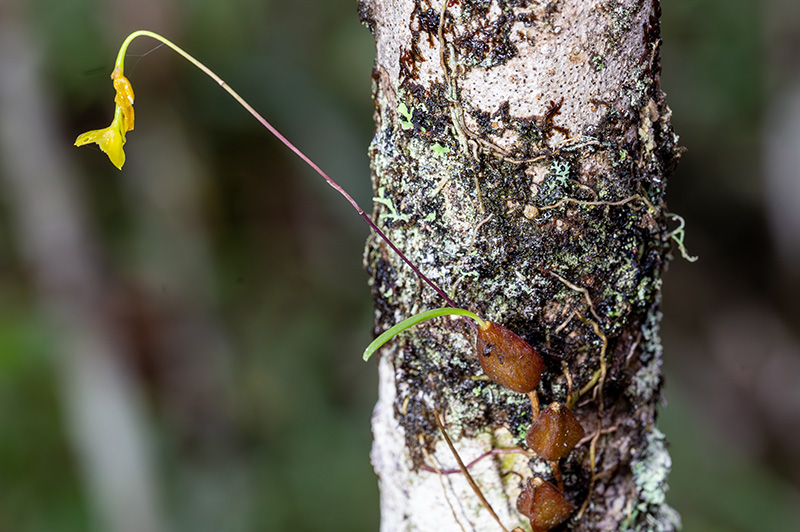 bulbophyllum spec 1