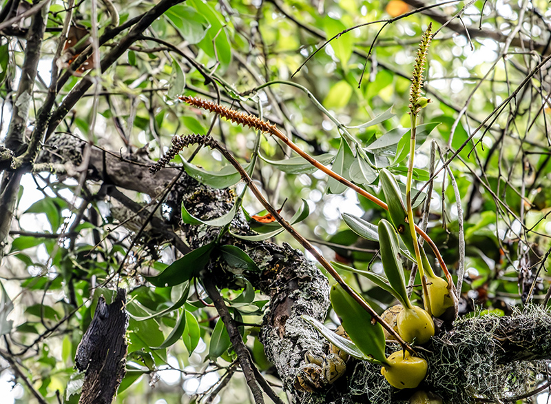 bulbophyllum spec 3