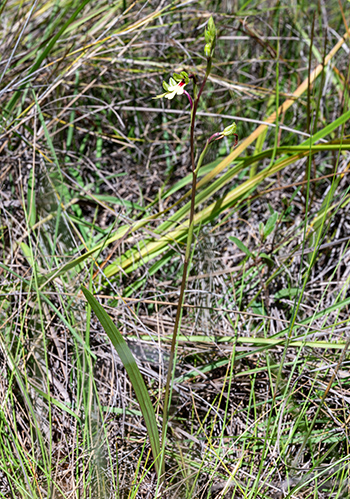 cynorkis flexuosa 1