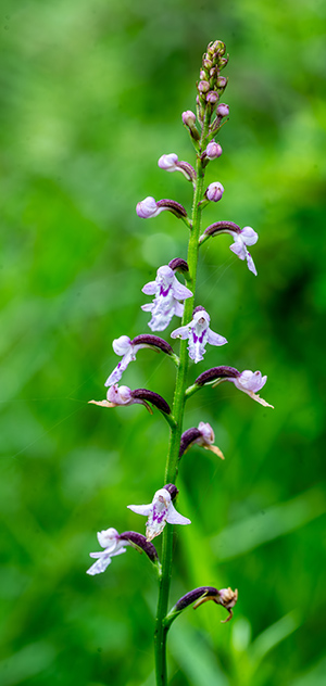 cynorkis graminea 1