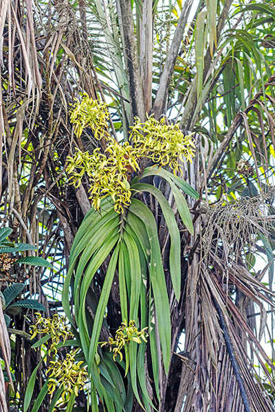 eulophia falcigera 1