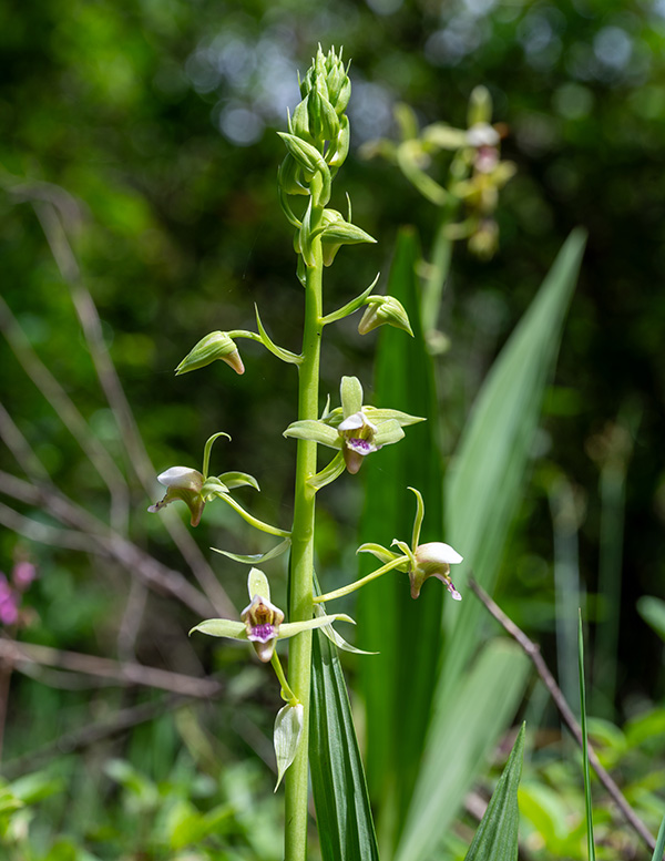 eulophia plantaginea 1