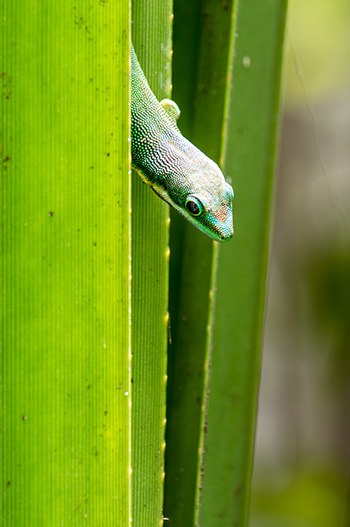 gecko