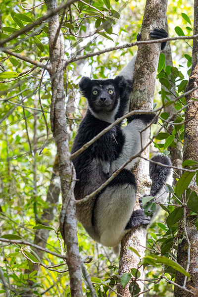 indri