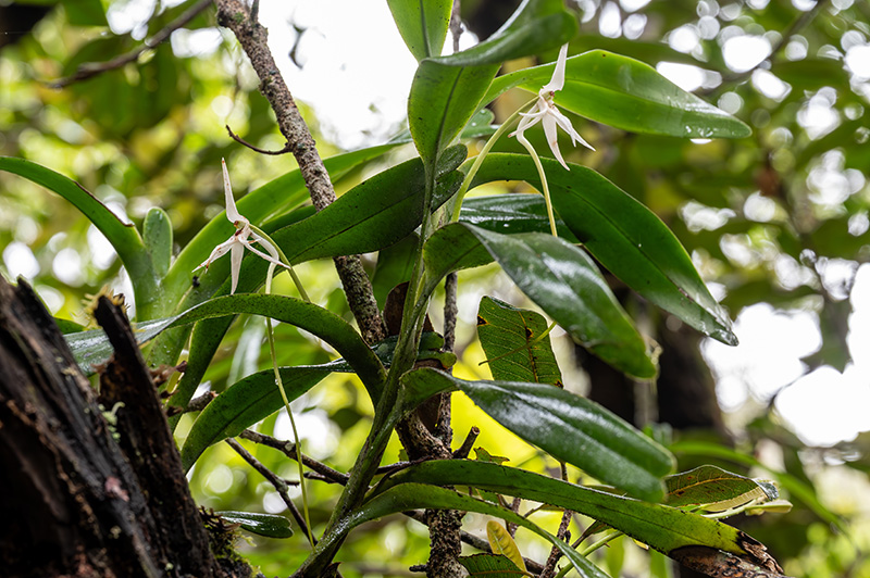 jumellea arborescens 1