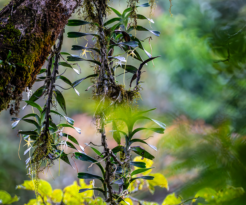 jumellea arborescens 