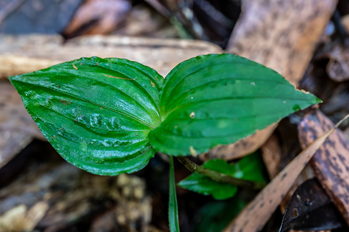 liparis longicaulis