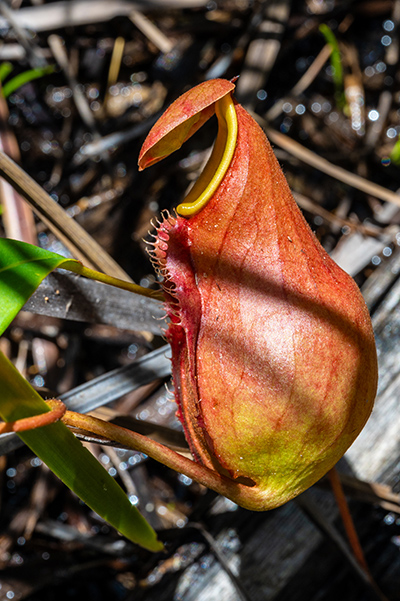 nepenthes madagascariensis